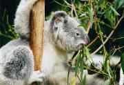 Koala Thumbnail